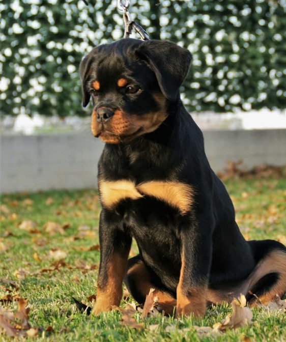 cucciola "G" di Casa Sambuca