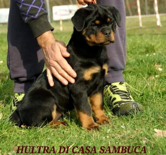 cucciola "H" di Casa Sambuca