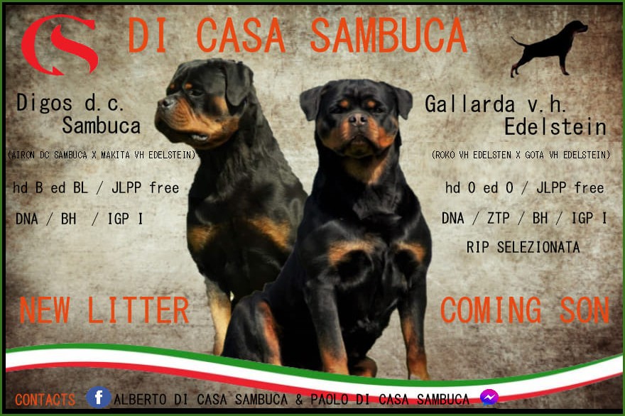 DI CASA SAMBUCA NEW LITTER 2021